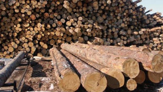 Щепа древесное топливо Горение топлива — Анализ щепы на теплотворность где сделать